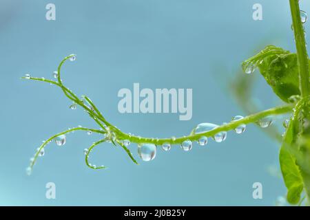 Close up of pea microgreen sprouts with drops of water on blue background. Frash raw sprouts, micro greens, healthy food concept Stock Photo