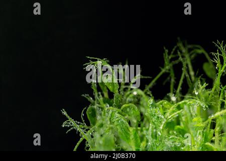 Close up of pea microgreen sprouts with drops of water on black background. Frash raw sprouts, micro greens, healthy food concept Stock Photo