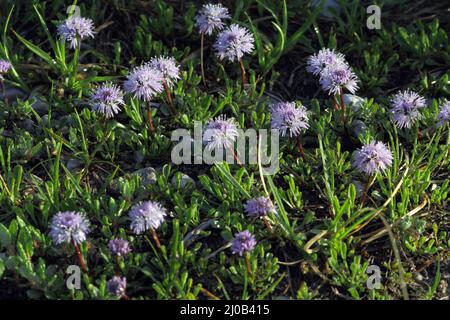 Heart-leaved globe daisy, Globularia cordifolia Stock Photo
