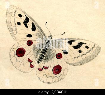 Apollo Parnassius apollo,  (natural history book, 1861), Apollofalter