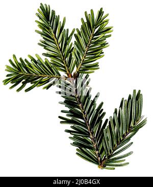 European silver fir or silver fir, fir branch Abies alba Syn. Picea alba,  (botany book, 1909), Weißtanne, Tannenzweig Stock Photo