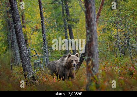 Bear hidden in yellow forest. Autumn trees with bear. Beautiful brown bear walking around lake, fall colours. Big danger animal in habitat. Wildlife s Stock Photo