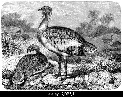 great bustard, Otis tarda,  (, ), Trappe, Grande Outarde Stock Photo