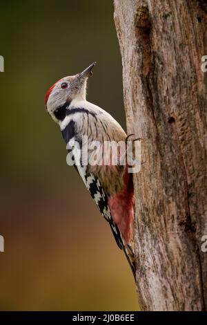 Middle Spotted Woodpecker, Dendrocoptes medius, black and white bird with red cap sitting on the tree trunk in the forest, Bialowieza NP, Poland in Eu Stock Photo