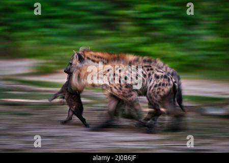 Wildlife blurry art. Young hyena pup, evening sunset light. Hyena, detail portrait. Spotted hyena, Crocuta crocuta, beautiful evening sunset and cub. Stock Photo