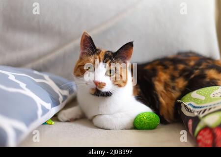 Beautiful domestic tricolor cat with green eyes sits on the couch and looking at the camera. Close-up, selective focus. Stock Photo