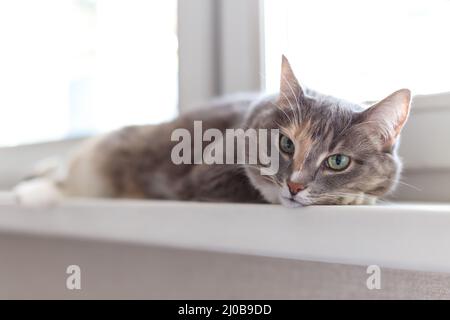 Beautiful domestic tricolor cat with green eyes sits on a sofa and looks straight ahead. Close-up, selective focus. Stock Photo