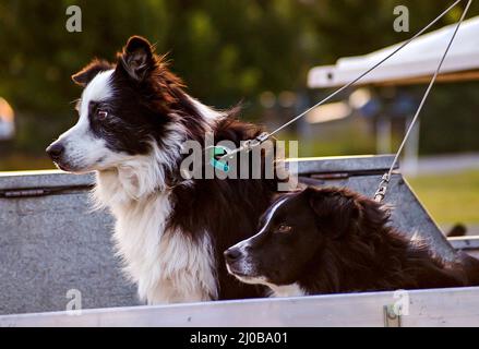 Two Australian Border Collie dogs travelling in the back of a ute (pick-up truck) secured by leads, leashes. Sitting and facing towards the rear. Stock Photo