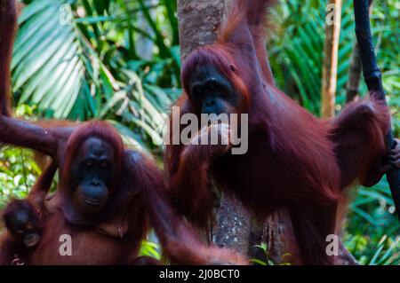 Two Orang Utan hanging on a tree in the jungle, Indonesia