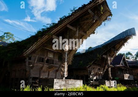 Traditional House front in Tana Toraja Decorated With Carabao buffalo Horns Stock Photo