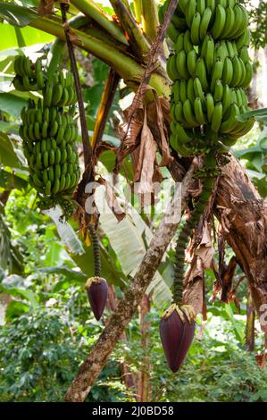 Cluster of Bananas and Banana Heart Hanging Off the Tree Stock Photo