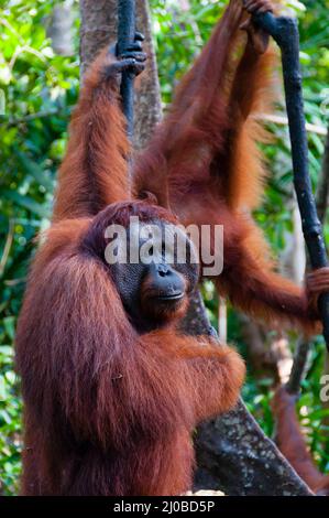 Two Orangutan hanging on a tree in the jungle, Indonesia