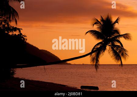 Orange sunset Silhouette of a horizontal palm tree hanging over the sea at beach in Raja Ampat Stock Photo