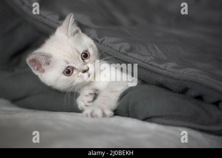 Cute tabby kitten sleep on white soft blanket. Cat rest napping on bed. Comfortable pet sleep at cozy home. Stock Photo