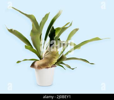 Pot with common staghorn fern cultivated as ornamental plant for house on light blue background Stock Photo