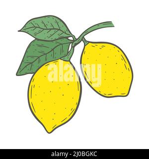 Bright yellow lemons on twig with leaves isolated vintage illustration. Composition citrus fruits hand engraved. Healthy organic food vector Stock Vector