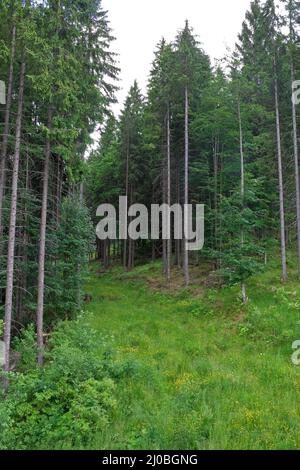 Glade among the tall pines in summer Stock Photo