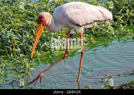 A yellow billed stork fishing in a river at the kruger national park Stock Photo