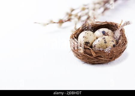 Quail eggs in a nest with feathers on a bright background for Easter with copy space Stock Photo