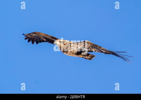 I photographed this juvenile Bald Eagle on a raw windy late winter afternoon at Bues Point which is located on the shore of Lake Michigan inWisconsin. Stock Photo