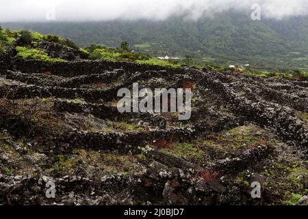 Pico Island Vineyard Culture, World heritage site, Azores Stock Photo