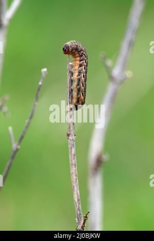 Noctua pronuba, large yellow underwing, caterpillar Stock Photo