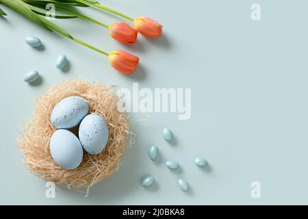 Easter eggs in nest and spring tulips on blue background. View from above. Easter greeting card with copy space. Top view. Stock Photo
