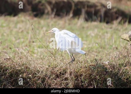 The heron is sitting and looking for prey Stock Photo