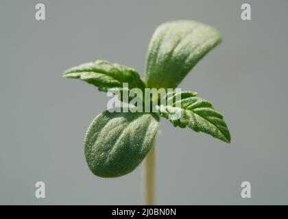 Cannabis sprout close up. Fresh young marijuana seedling. Growing plant on light background. Stock Photo