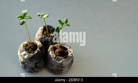 Cannabis sprouts close up. Fresh young marijuana seedling. Growing plant on light background. Stock Photo