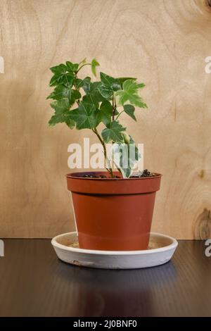 Hedera helix glacier common ivy plant in a pot indoors, wood in background Stock Photo