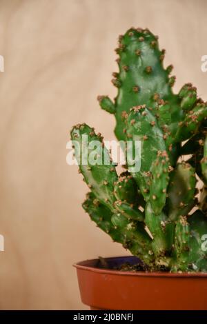 fertilizer for succulents Bud Fertilizers Succulents Sprout Booster