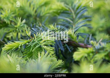 Spruce branches on blurred green background closeup Stock Photo