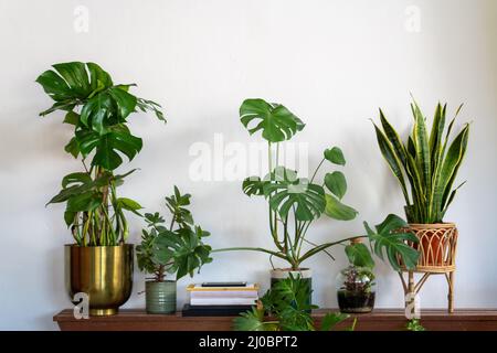 Green houseplants and books on a wooden bench against a white wall. Trendy Scandinavian boho eclectic interior.  Stock Photo