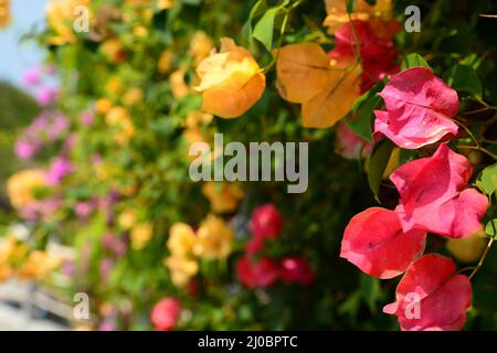 Bougainvillea flowers. Koh Tao. Thailand Stock Photo