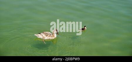 Mother and baby duck swimming togheter in a pond Stock Photo