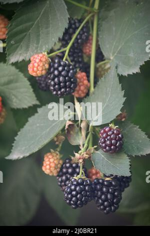 Shrubby Blackberry - Brameberry - Brambleberry - Wild Blackberry