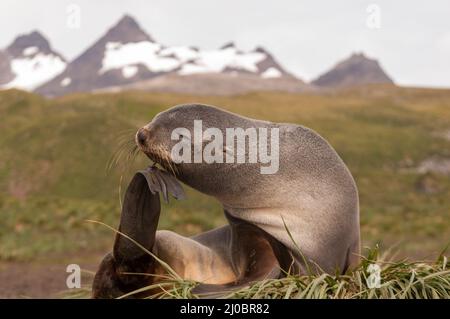 A female Antarctic fur seal itches her chin on Salisbury Plain, South Georgia Stock Photo