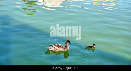 Mother and baby duck swimming togheter in a pond Stock Photo