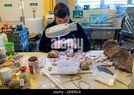 England, Isle of Wight, Sandown, Dinosaur Isle Museum,  Technician Assembling Dinosaur Bone Fragments Stock Photo