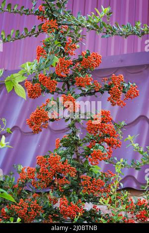 Rowan strewn with ripe berries on a purple background Stock Photo
