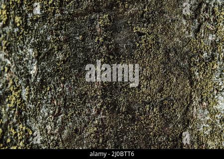 Texture of tree bark closeup. Relief texture of the brown bark of tree with green moss on it. . Stock Photo