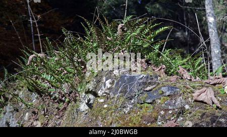 Common polypody, Polypodium vulgare Stock Photo