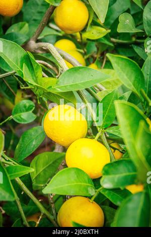 Tangerine orange farm in Jeju island, South Korea Stock Photo