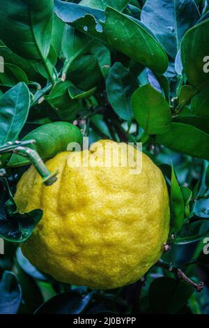 Close up Big Tangerine orange fruit in orange farm at Jeju island, South Korea Stock Photo