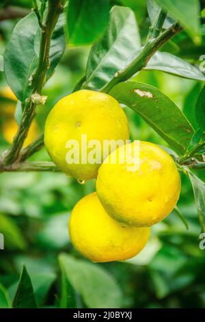 Close up Big Tangerine orange fruit in orange farm at Jeju island, South Korea Stock Photo