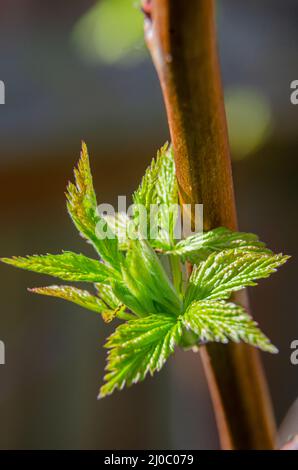 Spring Raspberry Canes New green leaves on raspberry canes at Wisley RHS Garden Stock Photo ...