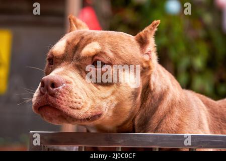 A mighty pit bull in a pet shop Stock Photo