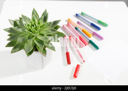 Echeveria in a beautiful ceramic pot and multi-colored felt-tip pens pencils on a beige table. Education concept. Back to school Stock Photo