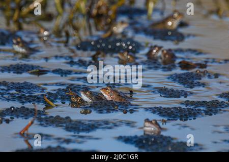 Barn Hill, Wembley Park, UK. 18th March 2022.An army of European common brown frogs (Rana temporaria) mating among frog spawn in Barn Hill Pond. Amanda Rose/Alamy Live News Stock Photo